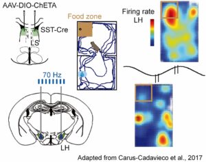 Schema einen Experiments mit Ableitungselektroden im Gehirn und der grafisch dargestellten Feuerrate der Neuronen