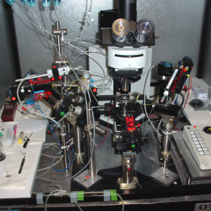 Setup mit Mikroskop, elektrophysiologischen Elektroden und Perfusionsschläuchen