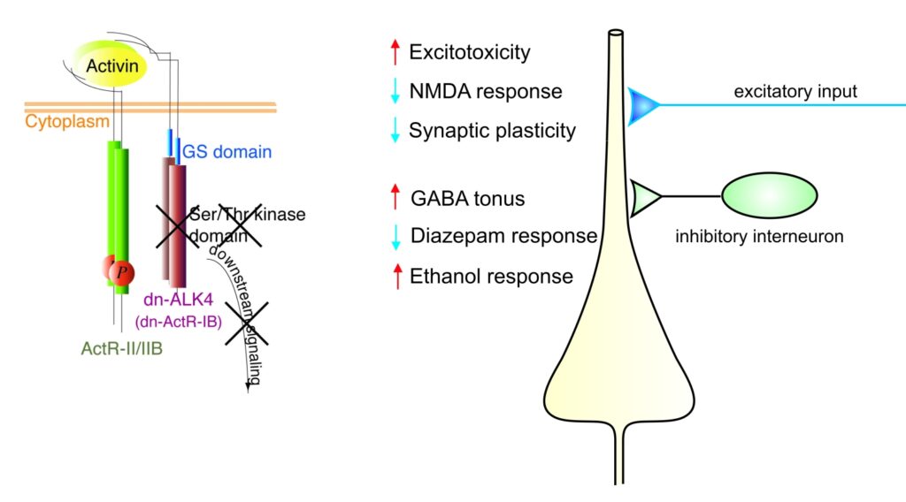 Scheamtic of Activin's action on neuronal molecules